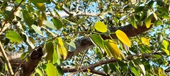 Hymenaea courbaril
