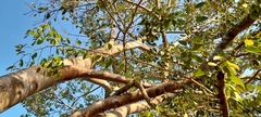 Hymenaea courbaril