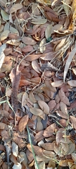 Hymenaea courbaril