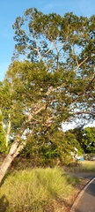 Hymenaea courbaril