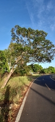 Hymenaea courbaril
