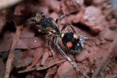 Traumatomutilla trochanterata