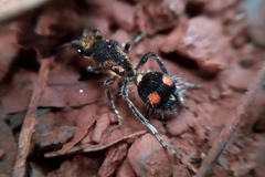 Traumatomutilla trochanterata