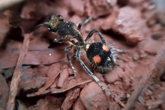 Traumatomutilla trochanterata