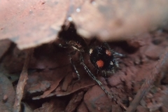 Traumatomutilla trochanterata