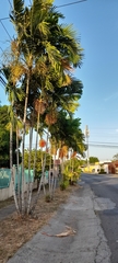 Dypsis lutescens