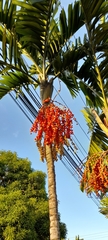 Dypsis lutescens