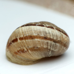 Cornu aspersum