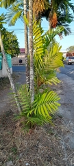 Dypsis lutescens