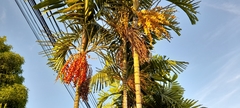 Dypsis lutescens
