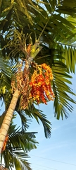 Dypsis lutescens
