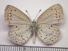 Celastrina argiolus ladonides