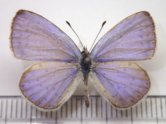 Celastrina argiolus ladonides