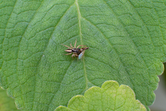 Aphirape misionensis