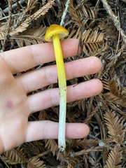 Hygrocybe