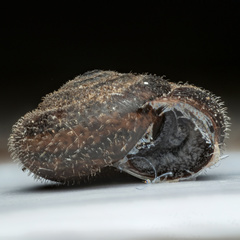 Trochulus hispidus