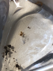 Monomorium pharaonis