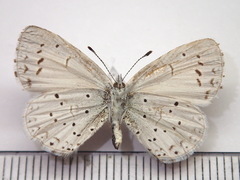 Celastrina argiolus ladonides