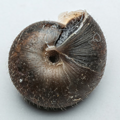 Trochulus hispidus