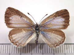 Celastrina argiolus ladonides