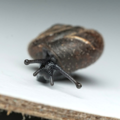 Trochulus hispidus