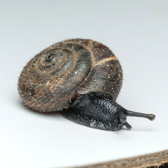 Trochulus hispidus