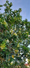 Murraya paniculata