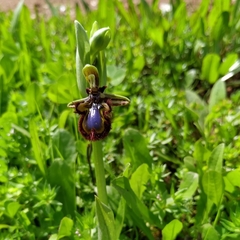 Ophrys speculum speculum