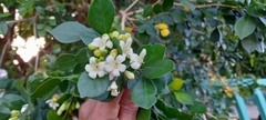 Murraya paniculata