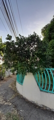 Murraya paniculata