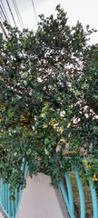 Murraya paniculata