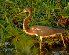 Egretta tricolor