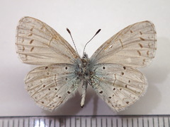 Celastrina argiolus ladonides