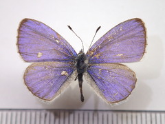 Celastrina argiolus ladonides