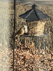 Cardinalis cardinalis