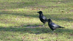 Corvus corone