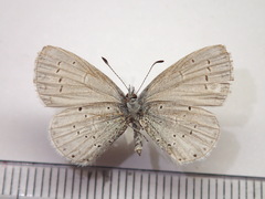 Celastrina argiolus ladonides