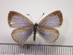 Celastrina argiolus ladonides