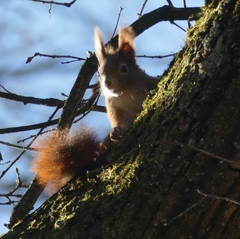 Sciurus vulgaris