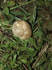 Zachrysia provisoria