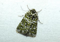 Thalatha bryochlora