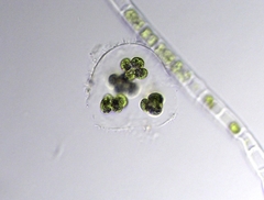 Sphaerocystis