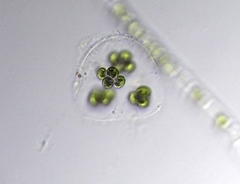 Sphaerocystis