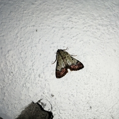 Epipaschia superatalis