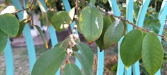 Eugenia venezuelensis