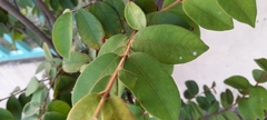 Eugenia venezuelensis