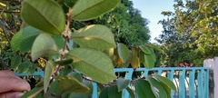 Eugenia venezuelensis