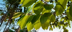 Eugenia venezuelensis