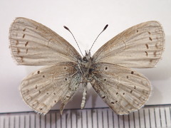 Celastrina argiolus ladonides