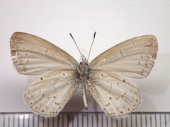 Celastrina argiolus ladonides